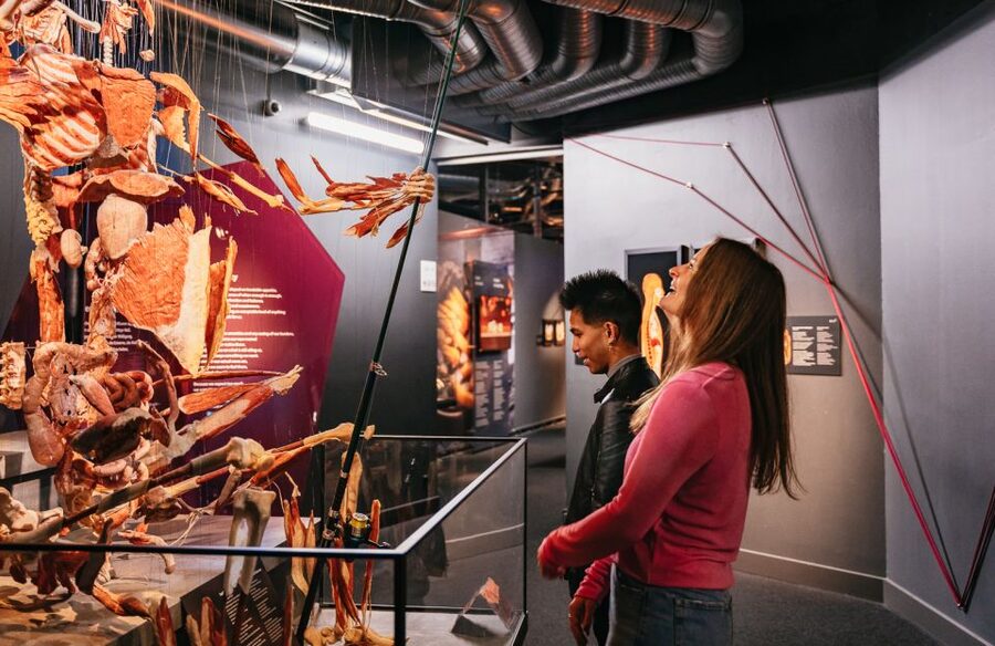 Berlin: Tickets for the BODY WORLDS Museum in Berlin - Your suggested inside route, from skeleton and muscles to the nervous system