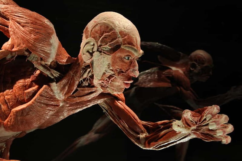 Berlin: Tickets for the BODY WORLDS Museum in Berlin - Beyond anatomy: stress, happiness, and the body’s daily balancing act