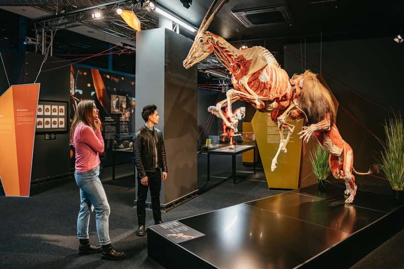 Berlin: Tickets for the BODY WORLDS Museum in Berlin - Tickets, timing, and when to plan your visit