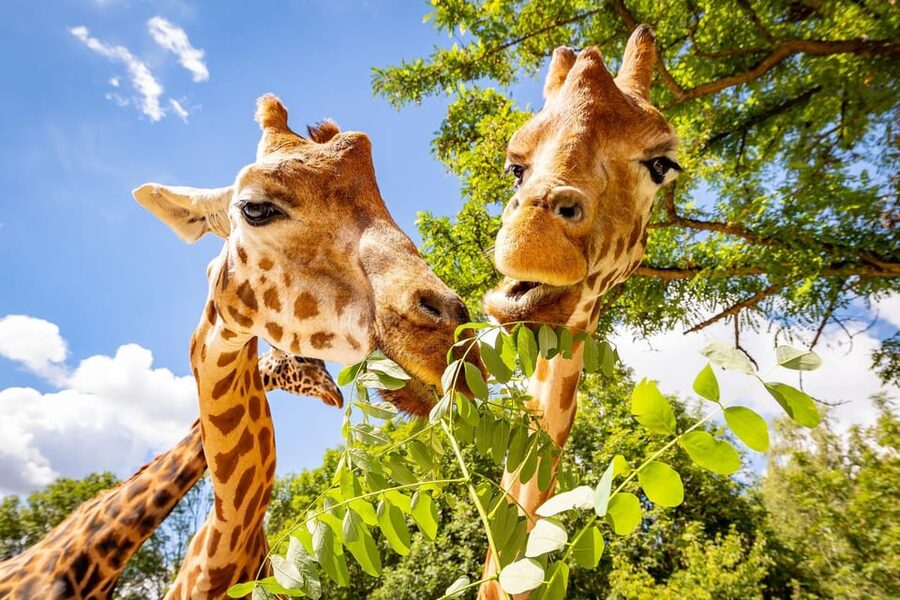 Berlin: Tickets for the Tierpark in East Berlin - Quick Highlights